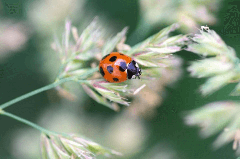 昆虫食